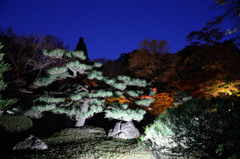 五葉松と紅葉