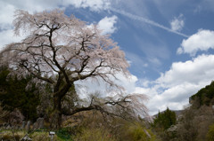 黒船桜 （枝垂れ桜）