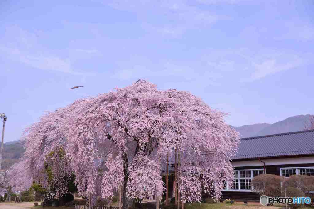 桜巡り（杵原小学校 ）