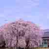 桜巡り（杵原小学校 ）