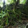 巨石に巻き付く根と苔