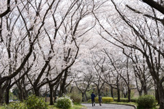 夫婦で散歩