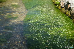 梅花藻1