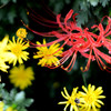 紅一点