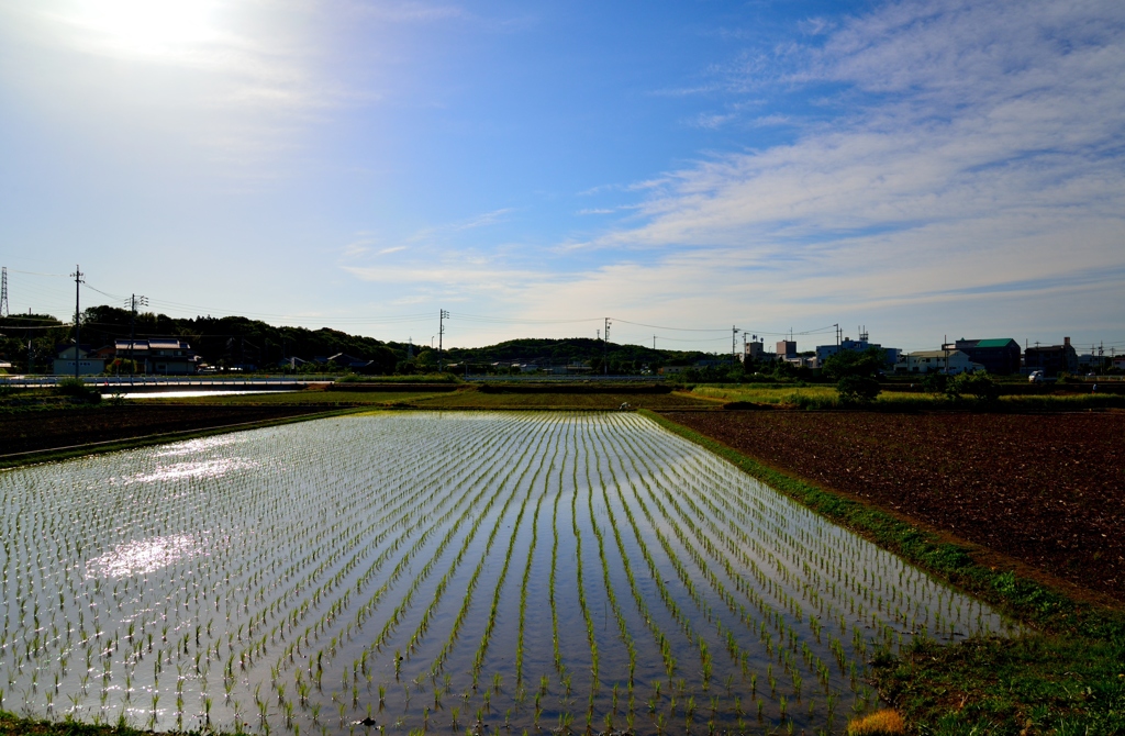 早朝の田園　1