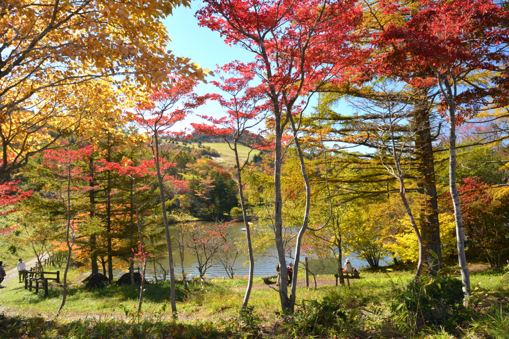 茶臼山 高原の秋