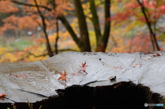 雨の中の落葉