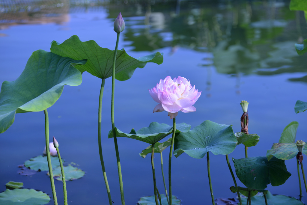 清らかな花