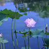 清らかな花