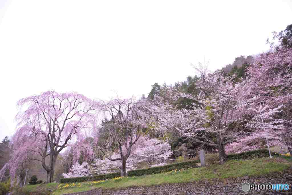 桜巡り氏乗桜 