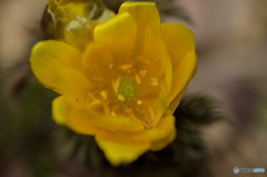 早春の花