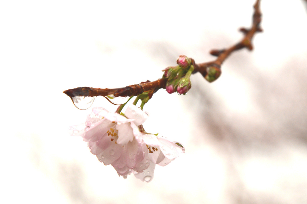 四季桜