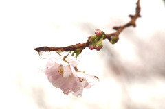 四季桜