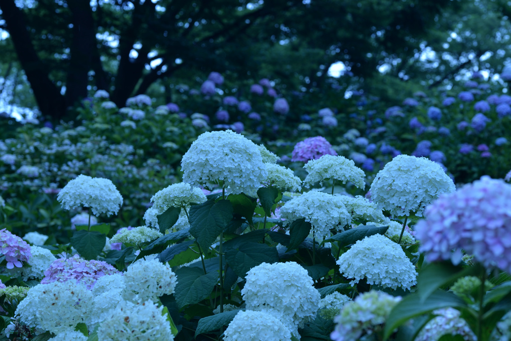 紫陽花②