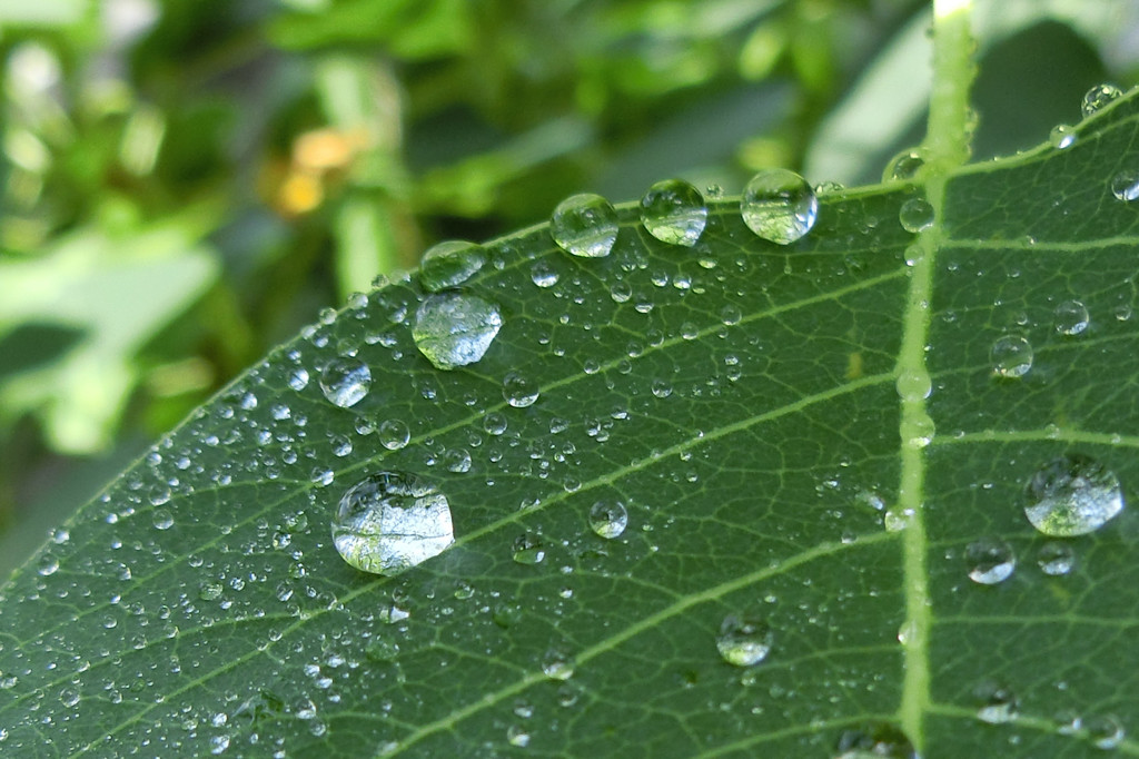 雨上がりの水玉