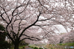 桜のトンネル1