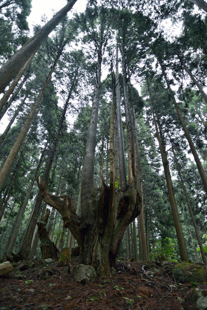 株杉