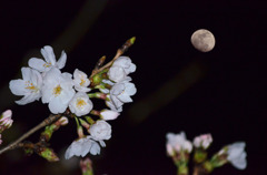 桜と月