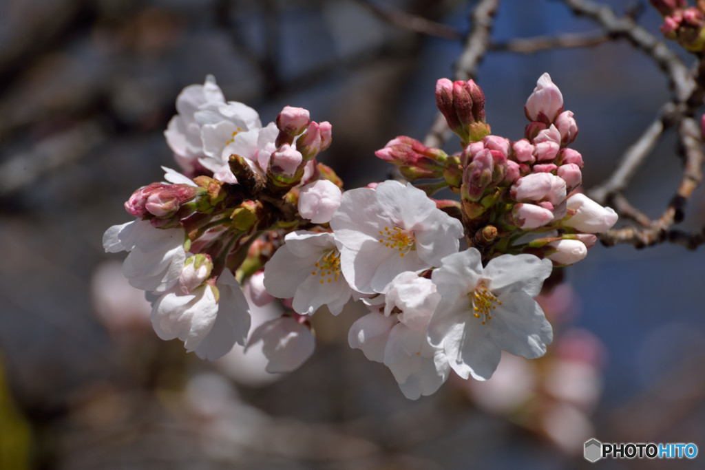 桜の季節！