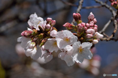 桜の季節！