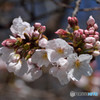 桜の季節！