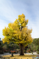 　黄色のツリー