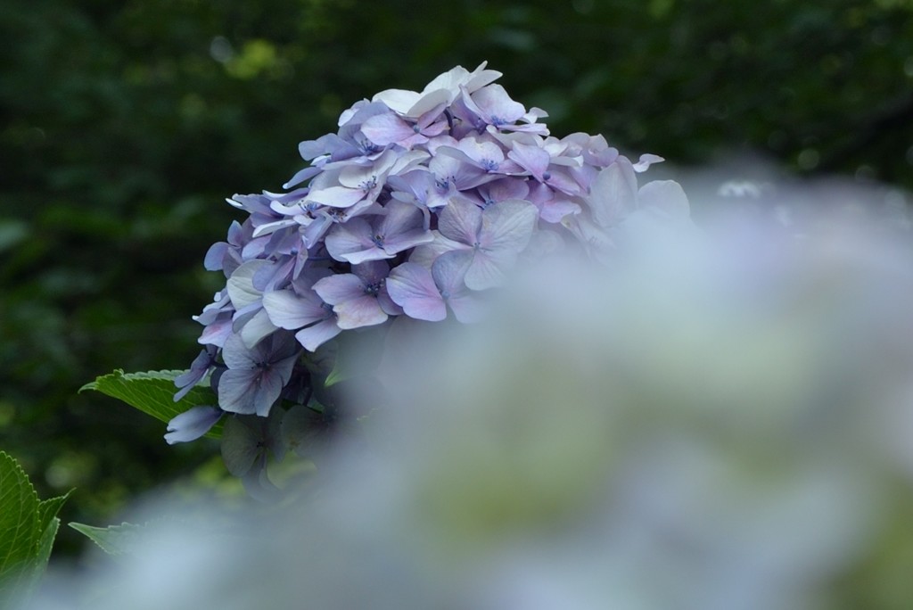 紫陽花①