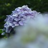 紫陽花①