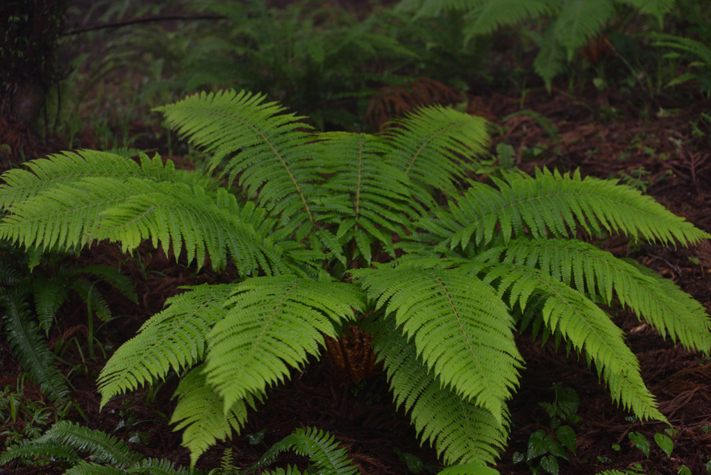 シダの群生　②