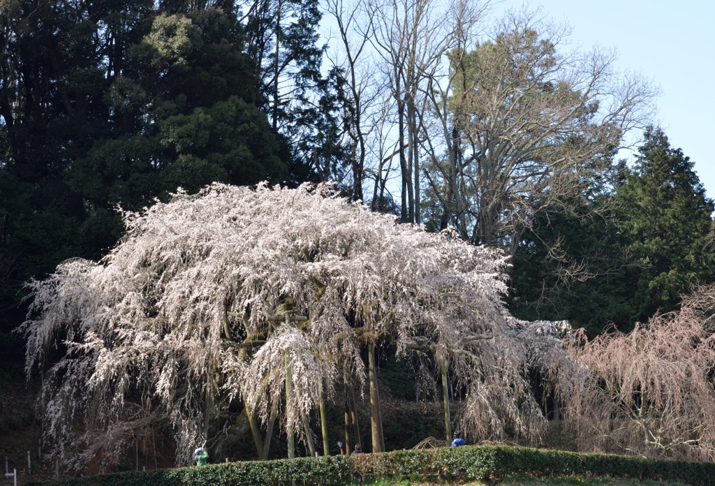 しだれ桜