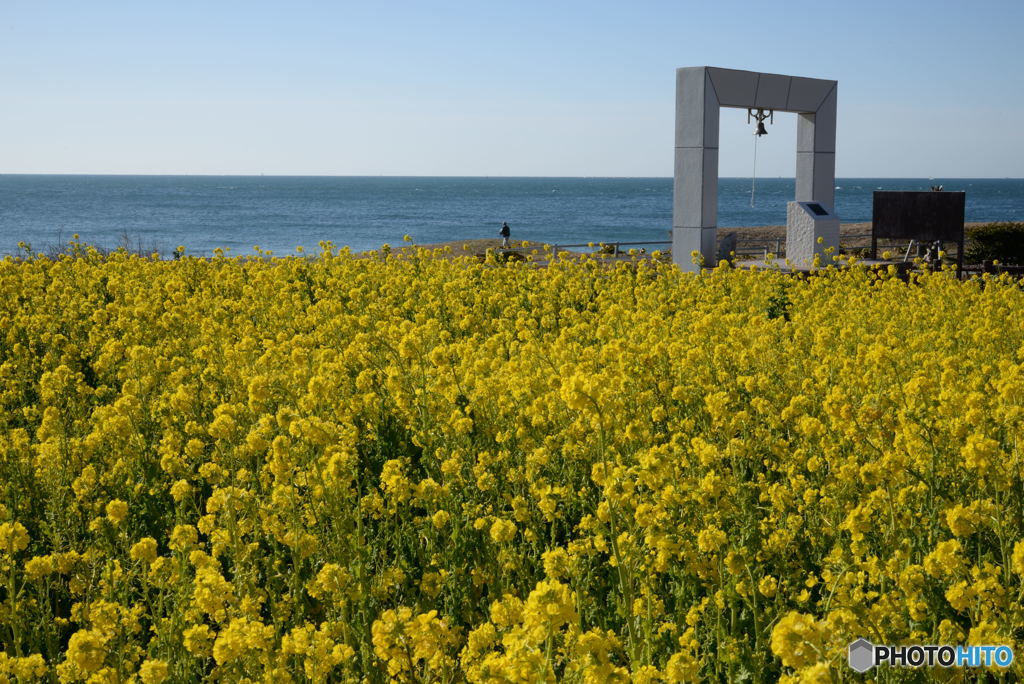 菜の花と海と希望の鐘