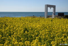 菜の花と海と希望の鐘