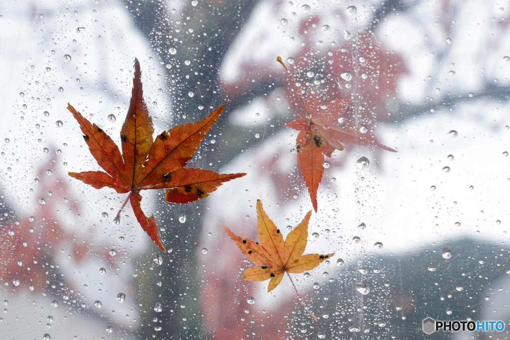 雨とモミジ