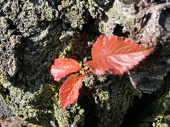 老木に桜葉の紅葉