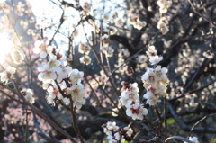 梅の花