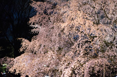 桜津波