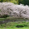 夫婦さくら（樹齢100年）