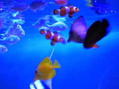 我が家の魚達
