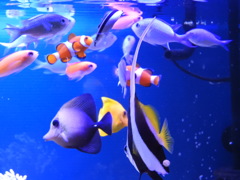 我が家の魚達