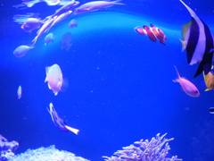 我が家の魚達