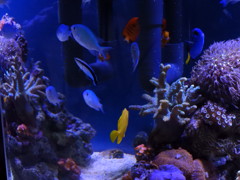 我が家の水槽