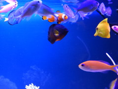 我が家の魚達