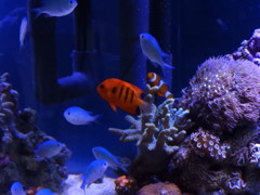 我が家の水槽