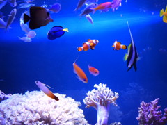 我が家の魚達