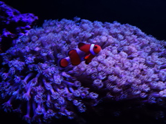 夜の海