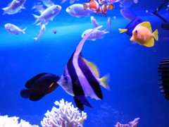 我が家の魚達