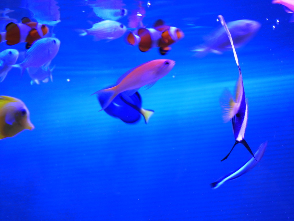 我が家の魚達
