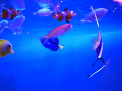我が家の魚達