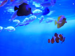 我が家の魚達