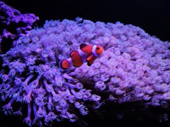 珊瑚の家